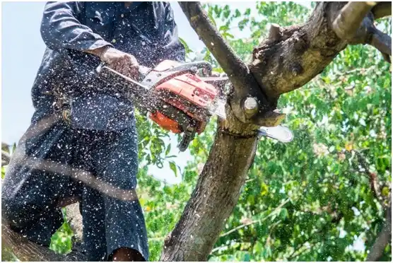 tree services Luck